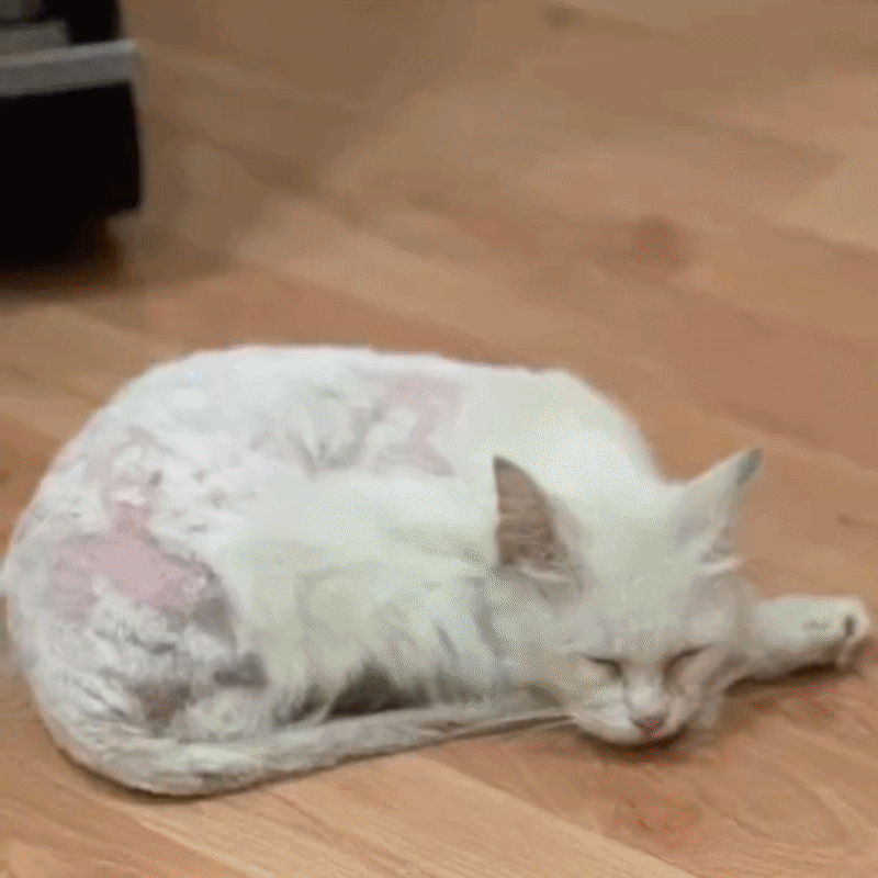 Omega-3 premium 250 ml