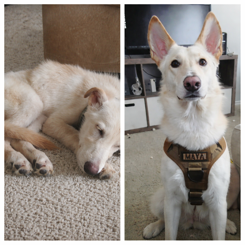 Mezcla de Omega-3 de Alaska salvaje Abadejo + Aceite de salmón