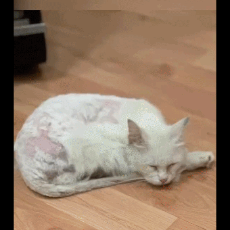 Mezcla de Omega-3 de Alaska salvaje Abadejo + Aceite de salmón