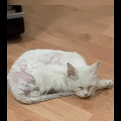 Mezcla de Omega-3 de Alaska salvaje Abadejo + Aceite de salmón