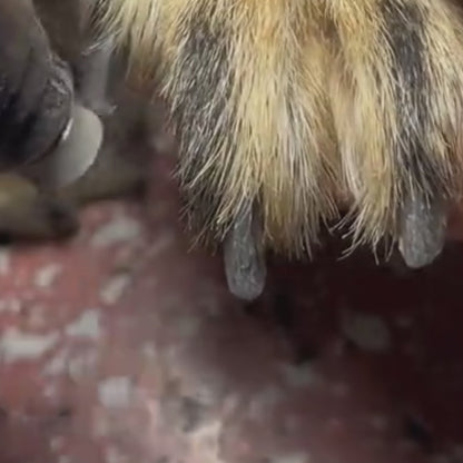 LIMADOR PRO PARA UÑAS DE MASCOTAS